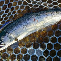 １０匹／ｈ超　～フィッシングパーク高島の泉～